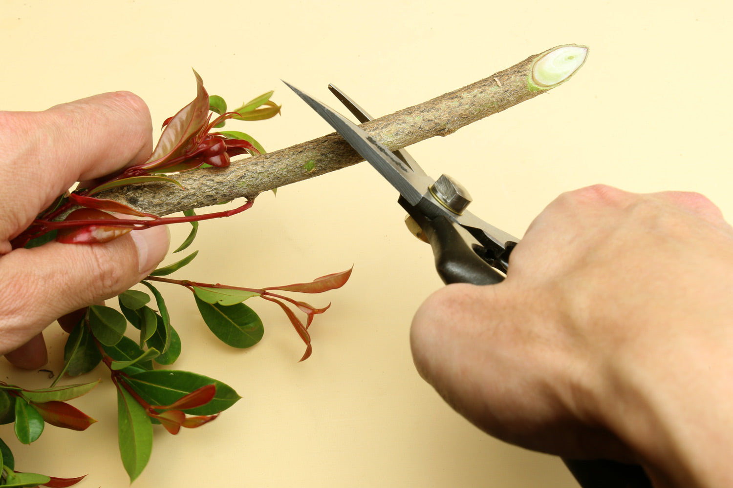 Pruning shears with white blades cutting small branches, held by hands